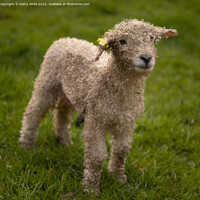 Buy canvas prints of Baby lamb at spring time by kathy white