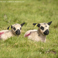 Buy canvas prints of twin baby lambs by kathy white