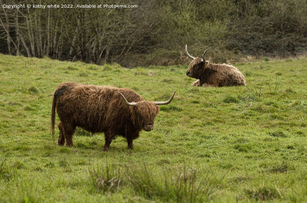 Two Highland cows in Cornwall Picture Board by kathy white