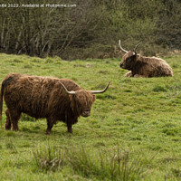 Buy canvas prints of Two Highland cows in Cornwall by kathy white