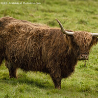 Buy canvas prints of The Highland cow in Cornwall by kathy white