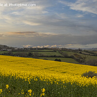 Buy canvas prints of  Rapeseed field, in full bloom  by kathy white