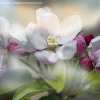 Buy canvas prints of apple,blossoms by kathy white