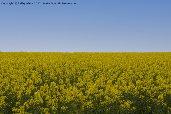 Cornish Rapeseed  with blue sky Picture Board by kathy white