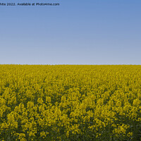 Buy canvas prints of Cornish Rapeseed  with blue sky by kathy white