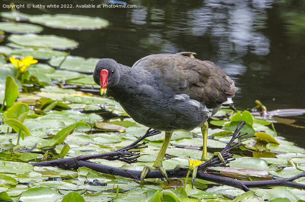 Moorhen Picture Board by kathy white