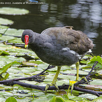 Buy canvas prints of Moorhen by kathy white
