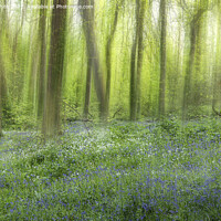 Buy canvas prints of English Bluebell Wood, bluebell, by kathy white