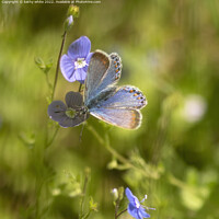 Buy canvas prints of The common blue butterfly,  by kathy white