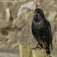 Buy canvas prints of Starling  by kathy white