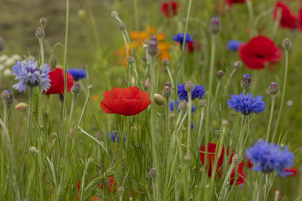poppies and cornflowers Picture Board by kathy white