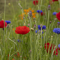 Buy canvas prints of poppies and cornflowers by kathy white