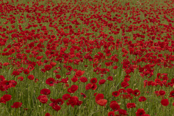 Field of poppies Picture Board by kathy white