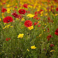 Buy canvas prints of  wildflowers, poppies, and marigolds, by kathy white