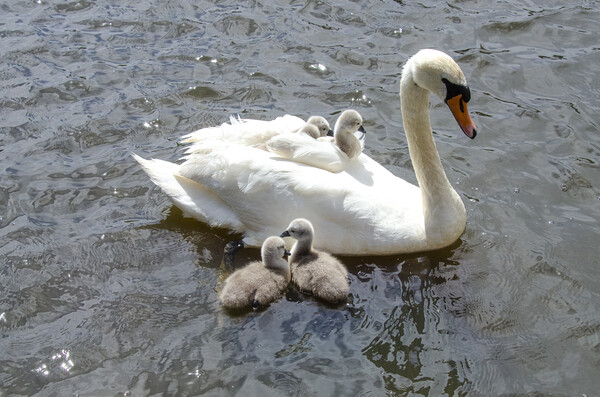 swan with babies on her back Picture Board by kathy white
