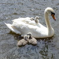 Buy canvas prints of swan with babies on her back by kathy white