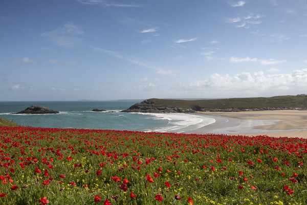 Red poppies, West Pentire  Cornwall Picture Board by kathy white