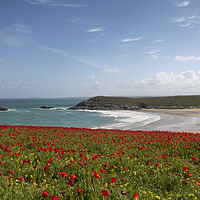 Buy canvas prints of Red poppies, West Pentire  Cornwall by kathy white