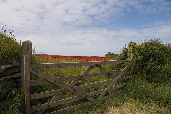 Gate to the field of  poppies  Picture Board by kathy white