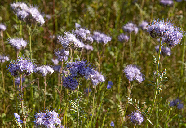 Wild Cornish fields,Phacelia Picture Board by kathy white