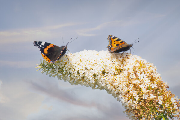 Red Admiral Butterfly, Buddleia flowers. Picture Board by kathy white