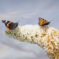 Buy canvas prints of Red Admiral Butterfly, Buddleia flowers. by kathy white