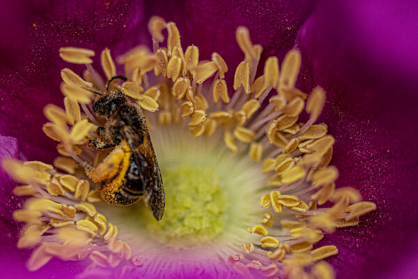 bee on a flower, covered in Pollen Picture Board by kathy white