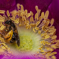 Buy canvas prints of bee on a flower, covered in Pollen by kathy white