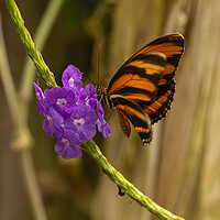 Buy canvas prints of Banded orange heliconian butterfly by kathy white