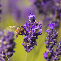 Buy canvas prints of Bee On Lavender Flower by kathy white