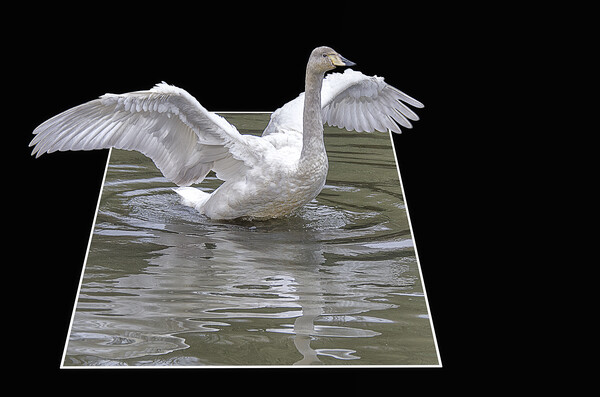 swan flying high Picture Board by kathy white