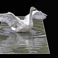 Buy canvas prints of swan flying high by kathy white
