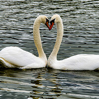 Buy canvas prints of  Swans, Swans Sweetheart by kathy white