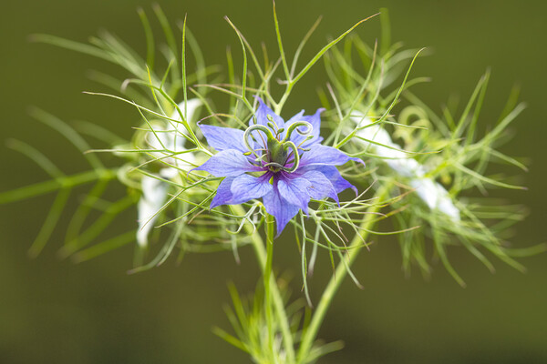 Love in a mist,blue and white Picture Board by kathy white