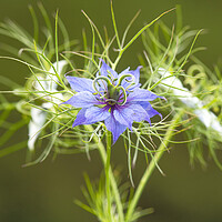 Buy canvas prints of Love in a mist,blue and white by kathy white