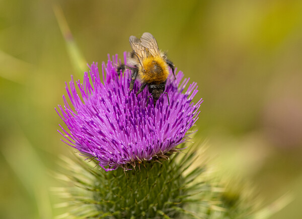 Bee,on a Wild Purple thistle Picture Board by kathy white
