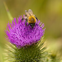 Buy canvas prints of Bee,on a Wild Purple thistle by kathy white