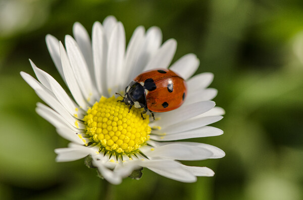 ladybird on a white flower, Picture Board by kathy white