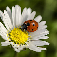 Buy canvas prints of ladybird on a white flower, by kathy white