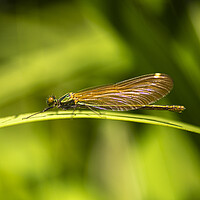 Buy canvas prints of  Emerald Damselfly by kathy white