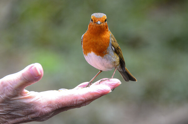 Red robin perched in my hand Picture Board by kathy white