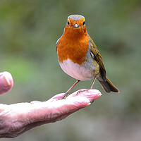 Buy canvas prints of Red robin perched in my hand by kathy white