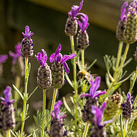Buy canvas prints of Bee on lavender flower by kathy white