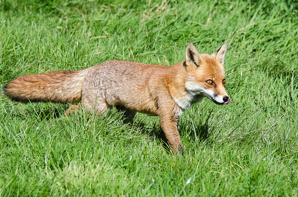 A fox located in a grassy field Picture Board by kathy white