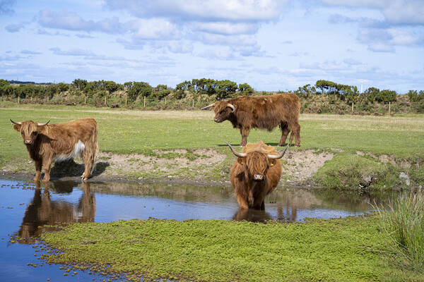 Highland Cattle Graze by the Watering Hole Picture Board by kathy white