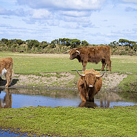 Buy canvas prints of Highland Cattle Graze by the Watering Hole by kathy white