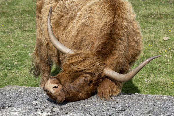 Good scratch, Highland cow Picture Board by kathy white