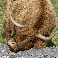 Buy canvas prints of Good scratch, Highland cow by kathy white
