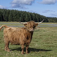 Buy canvas prints of The Highland cow,Cow with attitude by kathy white