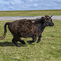 Buy canvas prints of running around,Highland cow by kathy white